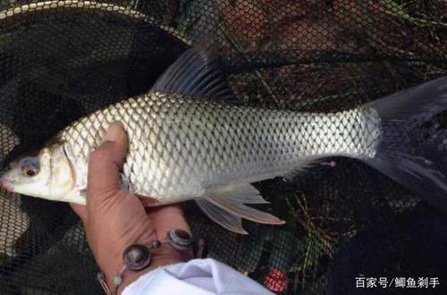东莞水库鲮鱼泛滥:当地钓友说:虽然好钓却不想要,这是