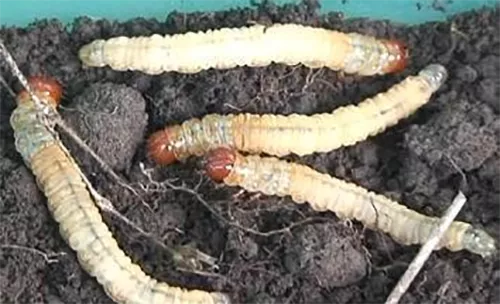 蝙蝠蛾科昆虫幼虫