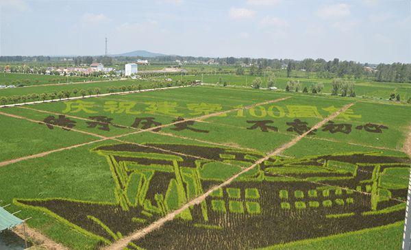 河南确山留庄稻田文化艺术节开幕
