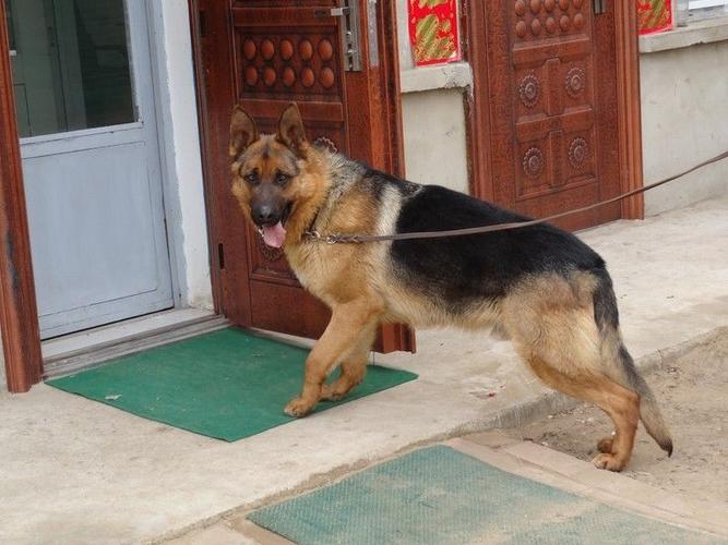 通辽纯种黑背幼犬多少钱一只