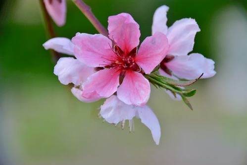 灼灼桃花