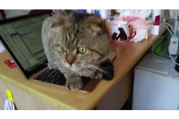 猫趴在电脑上 此猫一逮着空就跳上电脑,蹲在狭小的键盘上,难道猫也