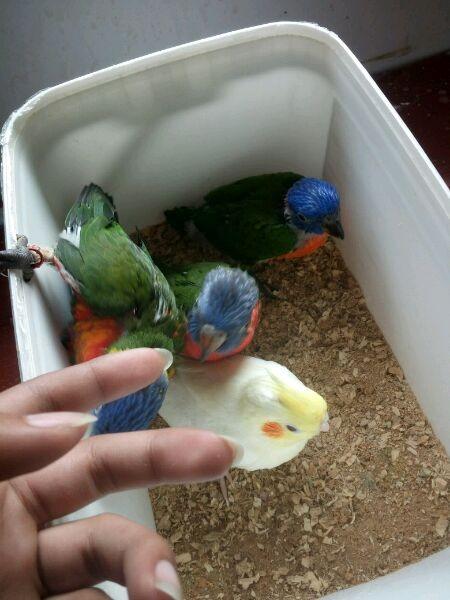 出售金太阳鹦鹉 和尚鹦鹉 亚历山大鹦鹉 越南鹩哥 吸蜜鹦鹉