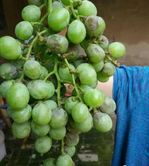 红提葡萄的霜霉疫病在叶子上,果串上各表现出什么症状?