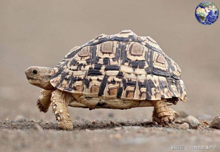撒哈拉沙漠以南有一种豹纹陆龟,这长相是真的妖娆