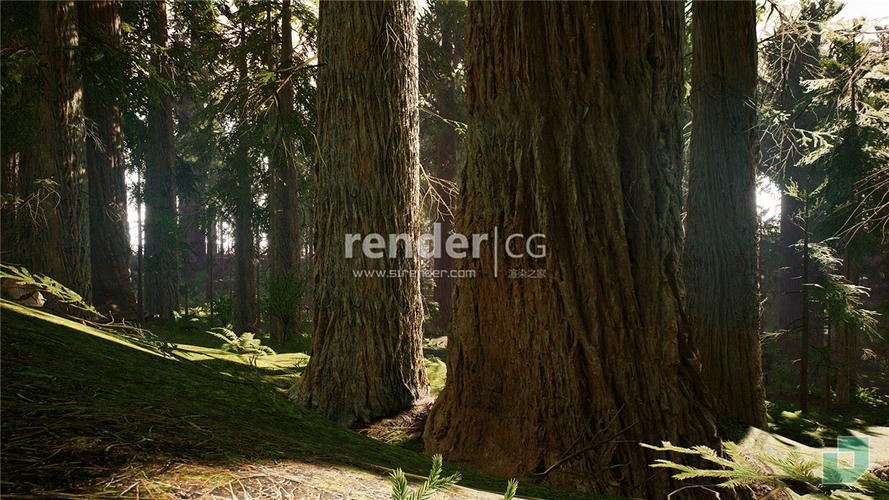 redwood forest 虚幻4森林 植物树木模型素材