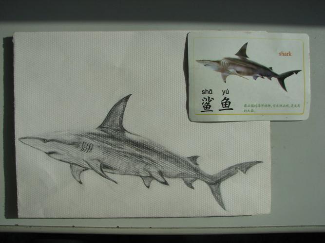 绘画学习: 我的素描作品 鲨鱼