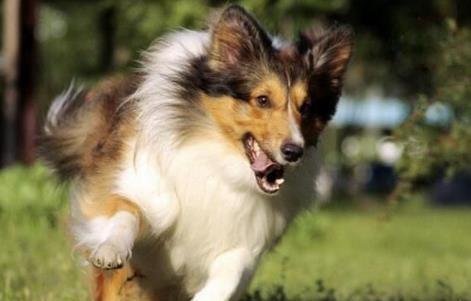 十大最安静的狗狗排名巴哥犬喜乐蒂牧羊犬都不爱叫