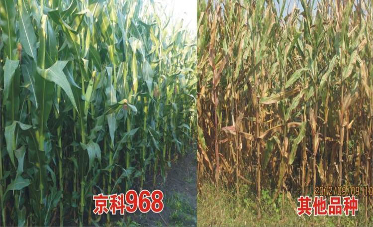 传奇玉米丰大京科968,正在续写新的传奇