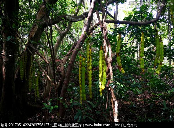 [正版商业] 牛马藤