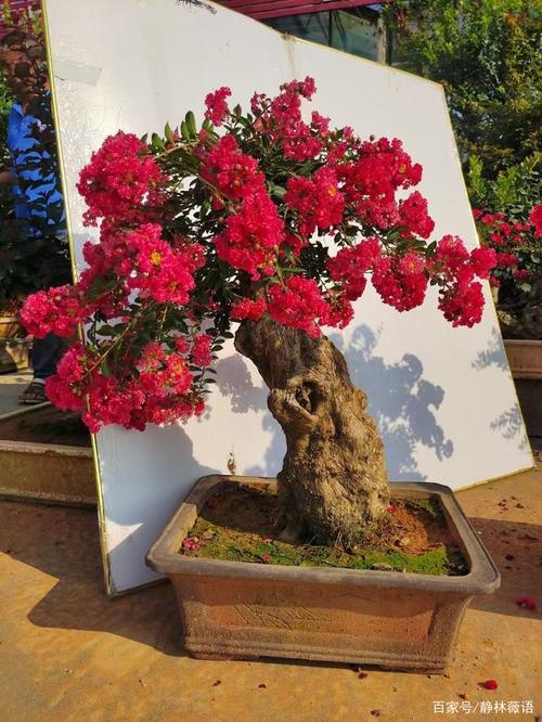 姬紫薇盆景作品