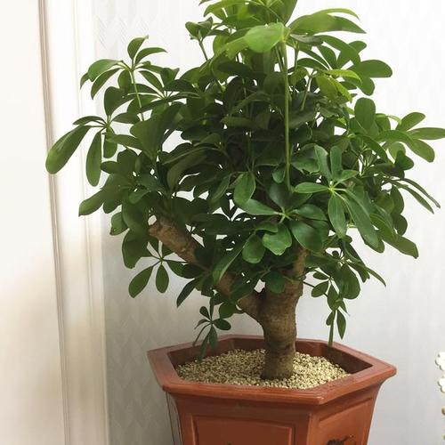 家有鸭掌木,土里浇"一水",养成盆景老桩