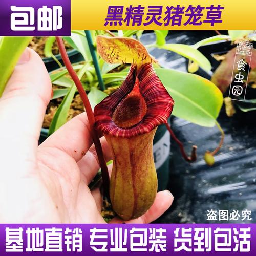 食虫植物黑精灵猪笼草劳氏交红葫芦lv红唇猪特价包邮