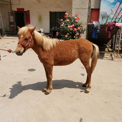 德保矮马 德保矮马匹新品种 迷你小矮马现货供应