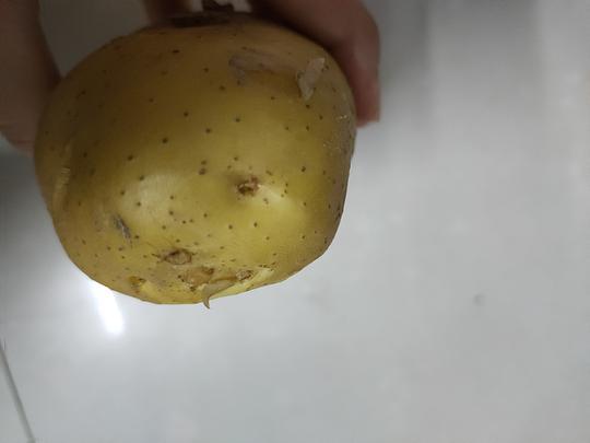 帮我看看这是不是发芽的土豆