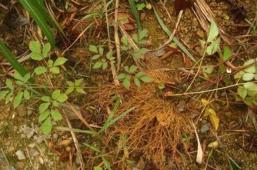 秘黄根的常识和习性,很多人并不了解