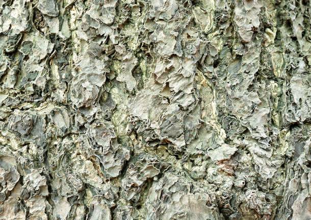 关键词 : 树皮贴图,树皮纹理