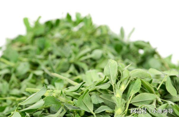 春天里12种野菜图片,让你轻松辨别野菜,附上野菜做法