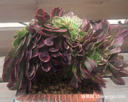 嘉年华缀化状态图片