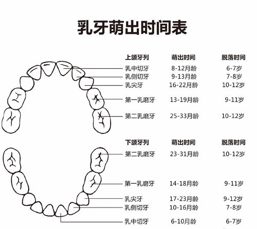 婴儿牙齿生长顺序图 宝宝牙齿出血