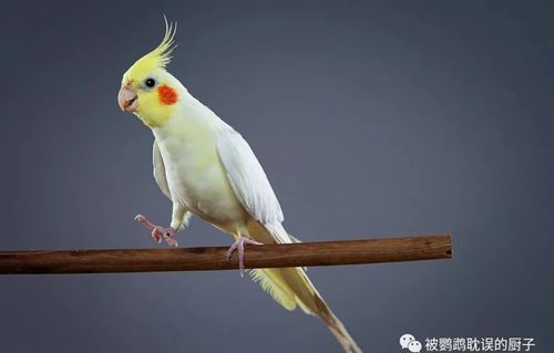 2020年全国玄凤鹦鹉价格表|快看看你家鹦鹉涨价多少?