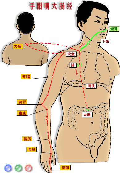 中医基础理论辅导十二经脉循行部位手阳明大肠经