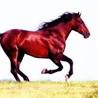 微信枣红马头像图片【点击鼠标右键下载】