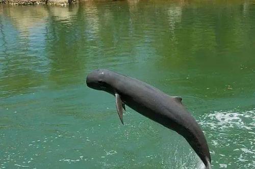 地球上最稀有的动物第3种全球只有75头第4种被人类吃成濒危