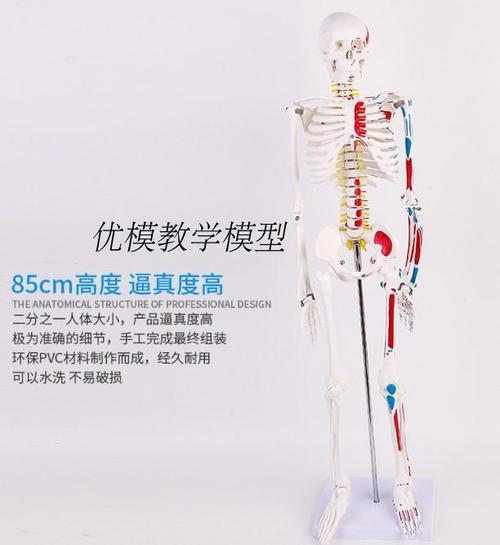 85cm人体骨骼模型神经肌肉起止骨架小针刀骨骼解剖模型脊柱模型