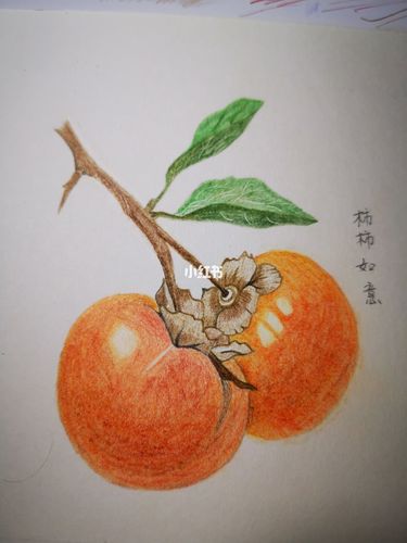 彩铅画:柿柿如意!_彩铅_文化_绘画