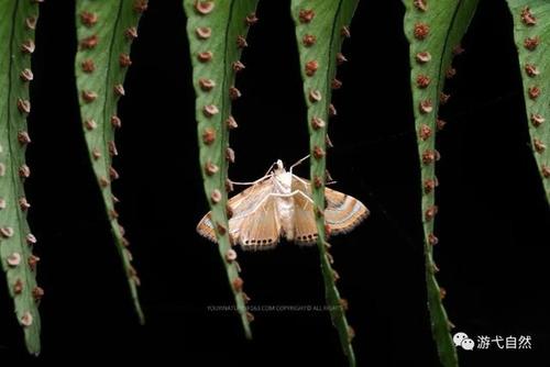 蕨螟蛾 cataclysta angulata 无论幼虫如何挑食,成年后的蛾都喜欢同一