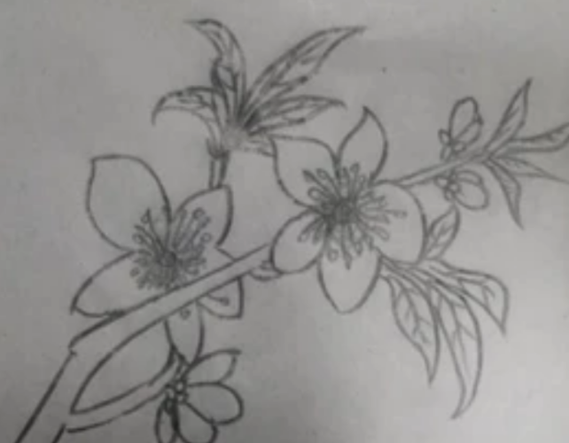 怎么画桃花(铅笔画)简笔画图片