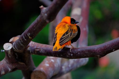 橙巧织雀 orange bishop weaver 学名:euplectes franciscanus 织布鸟