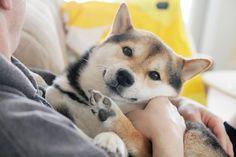柴犬maru