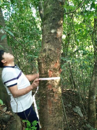 胸径30公分的清香木多少一棵