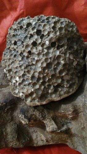 蜂巢化石