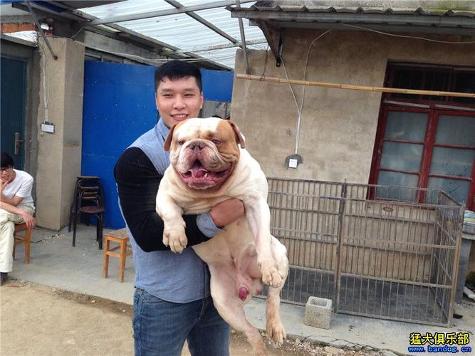 美国斗牛犬和美国恶霸犬周末小聚:烤乳猪和烤全羊的盛宴
