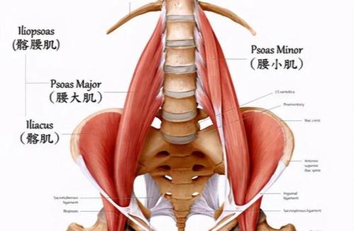 都说腰酸背痛是髂腰肌紧张造成的那健身时真的不能训练吗非也