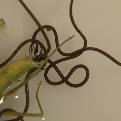 螳螂肚子里的虫子是什么优质