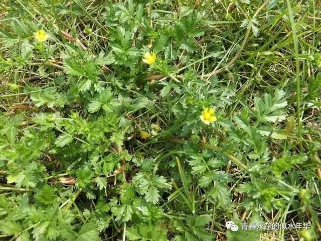 似曾相识的野菜老鸹筋