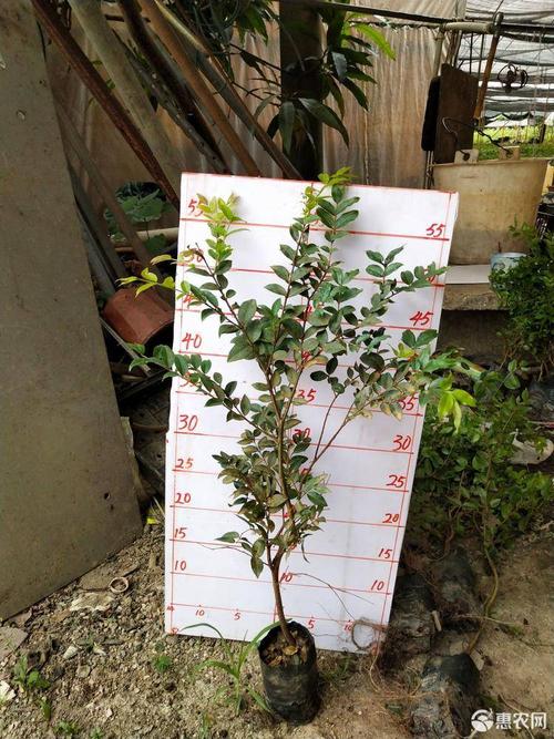 嘉宝果苗 嘉宝果树苗30-40cm高