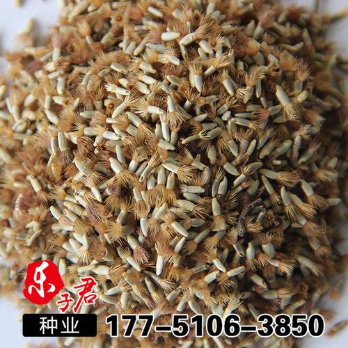 矢车菊种子四季播种易活花卉种子春播园林景观绿化开花不断花种子