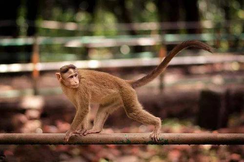 主播|阿成 故事内容  猴子的尾巴 小朋友们,你观察过小动物吗?