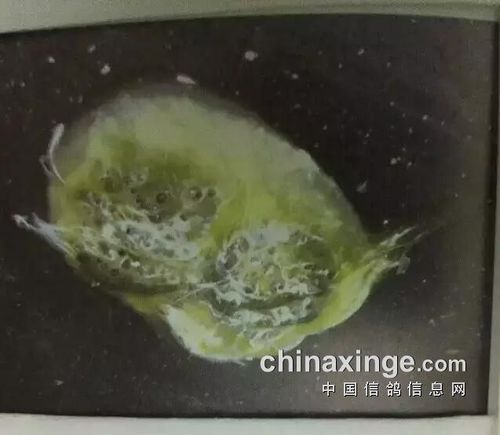 毛滴虫和球虫混合感染5.霉菌性粪便感染4.毛滴虫感染3.沙门氏菌感染2.