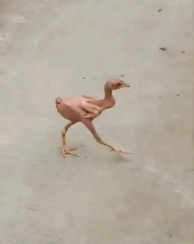 > 一只没穿衣服的鸡得意洋洋地走在大街上.