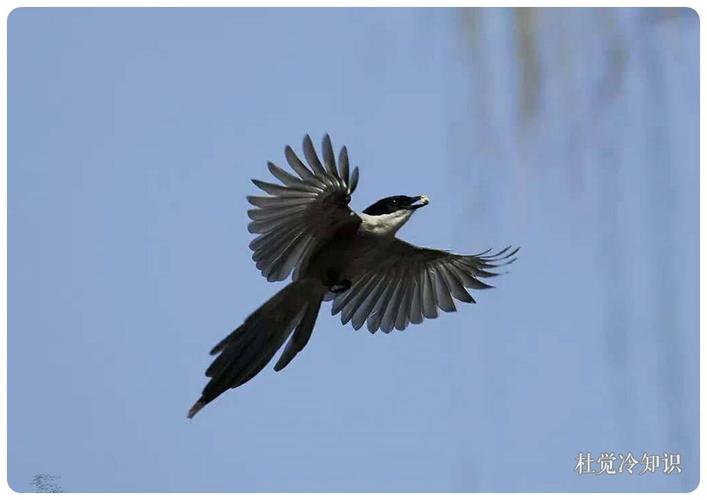 8,喜鹊这种鸟类虽然一般都是吃小虫子,但是如果必要的话它们也是