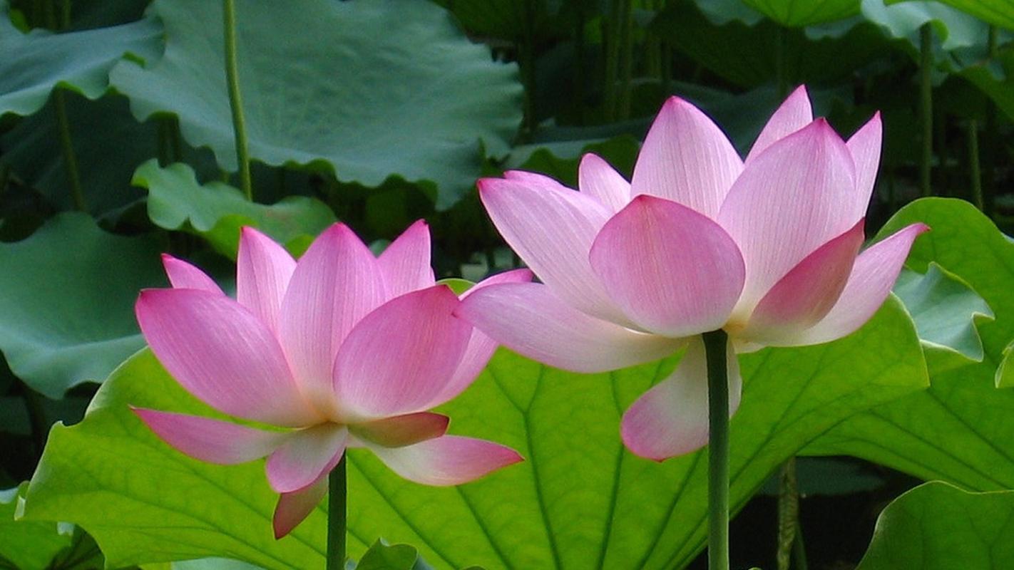 清新素雅的美丽荷花图片桌面壁纸高清 第一辑