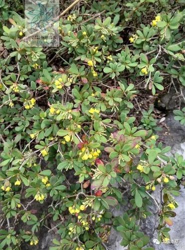 别 名小黄连,三爪黄连,小黄连刺,酸咪咪,刺黄芩,土黄连,老鼠子刺,小鸡