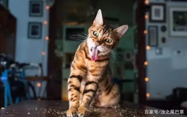 让喵星人疯狂的猫薄荷,养殖还挺容易的