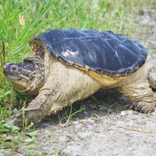 北美小鳄龟鄂鱼龟鳄乌龟活物大小龟宠物龟观赏龟水龟可食用龟